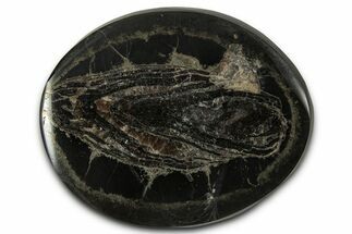 Polished Fish Coprolite (Fossil Poo) Nodule Half - Scotland #355248