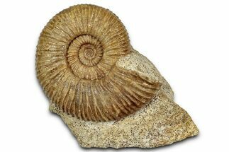 Jurassic Ammonite (Parkinsonia) Fossil - France #357380