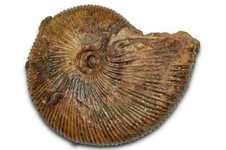 Jurassic Ammonite (Macrocephalites) Fossil - Sengenthal, Germany #357382
