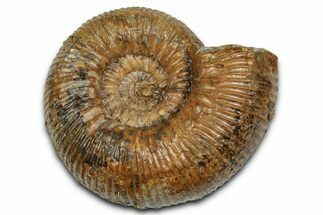 Jurassic Ammonite (Cadomites) Fossil - Sengenthal, Germany #357384