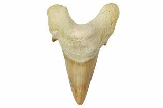 Otodus For Sale