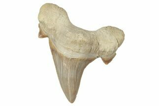 Fossil Shark Tooth (Otodus) - Morocco #353456