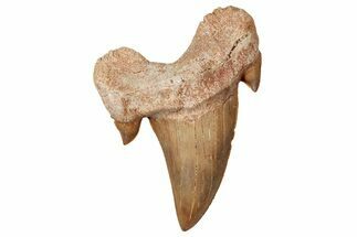 Fossil Shark Tooth (Otodus) - Morocco #353462