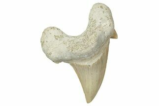 Fossil Shark Tooth (Otodus) - Morocco #353464