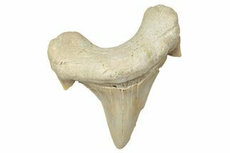 Fossil Shark Tooth (Otodus) - Morocco #353469