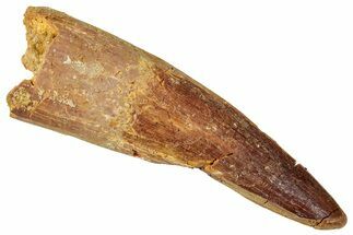 Fossil Spinosaurus Tooth - Real Dinosaur Tooth #357473