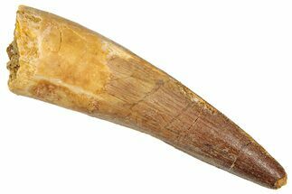Fossil Spinosaurus Tooth - Real Dinosaur Tooth #357476