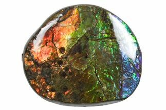 Iridescent Ammolite (Fossil Ammonite Shell) - Alberta #357448