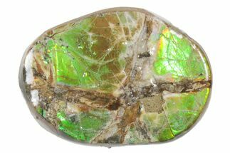 Iridescent Ammolite (Fossil Ammonite Shell) - Alberta #357456