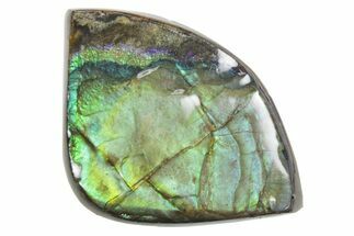 Iridescent Ammolite (Fossil Ammonite Shell) - Alberta #357466