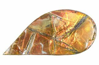 Iridescent Ammolite (Fossil Ammonite Shell) - Alberta #357483