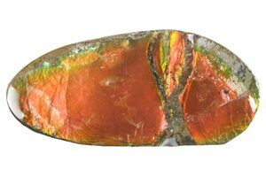 Huge Greenops Widderensis From Arkona (#4682) For Sale - FossilEra.com