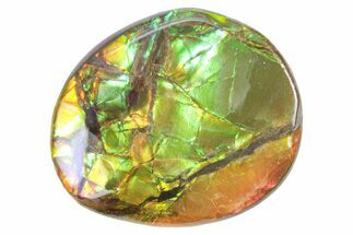 Iridescent Ammolite (Fossil Ammonite Shell) - Alberta #357488