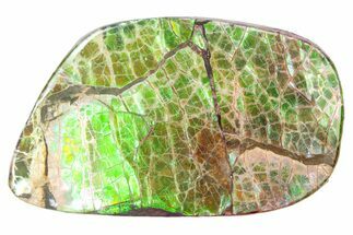 Iridescent Ammolite (Fossil Ammonite Shell) - Alberta #357496