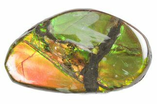 Iridescent Ammolite (Fossil Ammonite Shell) - Alberta #357498
