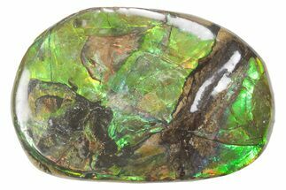 Iridescent Ammolite (Fossil Ammonite Shell) - Alberta #357500