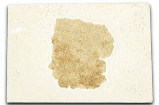 Sandy Stingray Coprolite - Green River Formation #357530