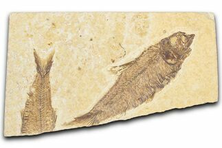 Bargain, Detailed Fossil Fish (Knightia) - Wyoming #357550