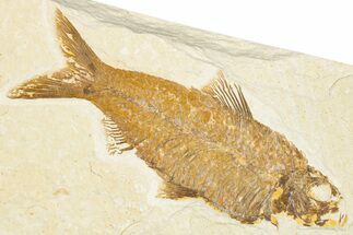 Detailed Fossil Fish (Knightia) - Wyoming #357551