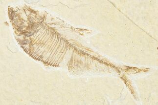 Detailed Fossil Fish (Diplomystus) - Wyoming #357558