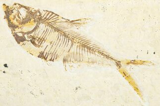 Detailed Fossil Fish (Diplomystus) - Wyoming #357600
