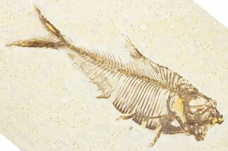 Detailed Fossil Fish (Diplomystus) - Wyoming #357614