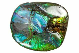 Flashy Ammolite (Fossil Ammonite Shell) - Greens & Blues #357615
