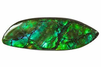 Flashy Ammolite (Fossil Ammonite Shell) - Greens & Blues #357616