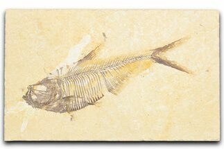 Detailed Fossil Fish (Diplomystus) - Wyoming #357617