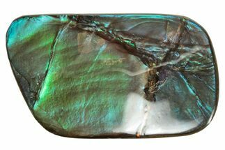 Flashy Ammolite (Fossil Ammonite Shell) - Greens & Blues #357621