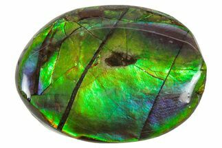 Flashy Ammolite (Fossil Ammonite Shell) - Greens & Blues #357624