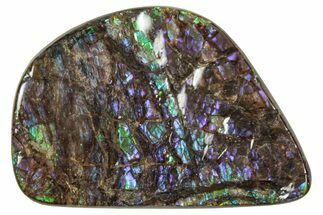 Flashy Ammolite (Fossil Ammonite Shell) - Greens & Purples #357629