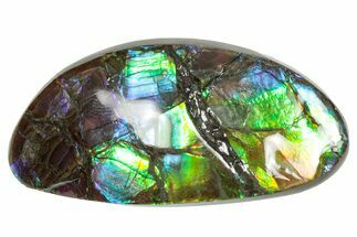Flashy Ammolite (Fossil Ammonite Shell) - Purples & Greens #357634