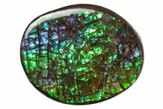 Flashy Ammolite (Fossil Ammonite Shell) - Greens & Blues #357637