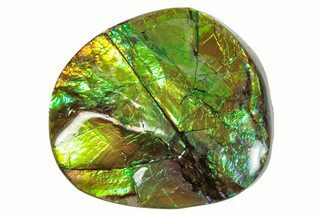Flashy Ammolite (Fossil Ammonite Shell) - Rainbow Colored #357640