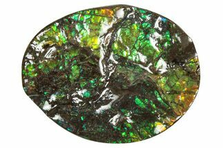 Flashy Ammolite (Fossil Ammonite Shell) - Greens & Yellows #357643