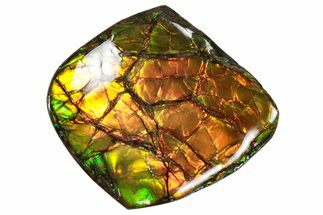 Flashy Ammolite (Fossil Ammonite Shell) - Rainbow Colored #357646
