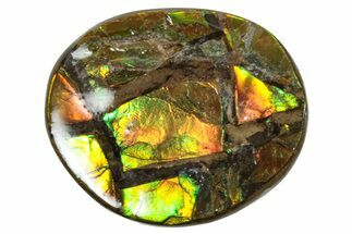Flashy Ammolite (Fossil Ammonite Shell) - Greens & Oranges #357649