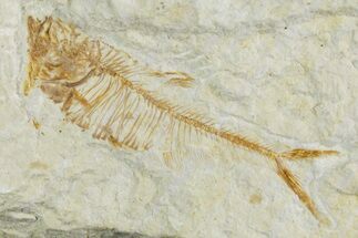 Juvenile Fossil Fish (Diplomystus) - Wyoming #357661