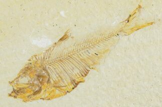 Juvenile Fossil Fish (Diplomystus) - Wyoming #357665