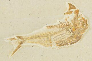 Bargain, Detailed Fossil Fish (Diplomystus) - Wyoming #357668