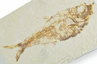 Detailed Fossil Fish (Diplomystus) - Wyoming #357676