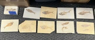 Lot - Green River Fossil Fish Plates - Wyoming #357699