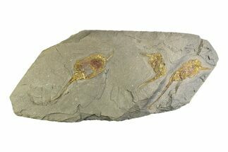 Three Large Ordovician Carpoid Fossils - Ktaoua Formation, Morocco #312758