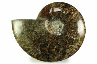 Polished, Agatized Ammonite (Cleoniceras) - Madagascar #328398