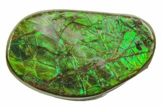 Iridescent Ammolite (Fossil Ammonite Shell) - Alberta #357504