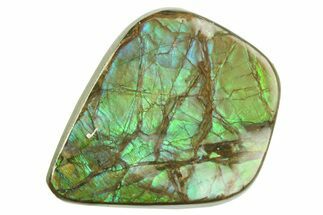 Iridescent Ammolite (Fossil Ammonite Shell) - Alberta #357506