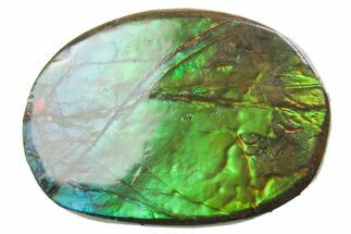 Iridescent Ammolite (Fossil Ammonite Shell) - Alberta #357507