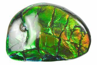 Iridescent Ammolite (Fossil Ammonite Shell) - Alberta #357513