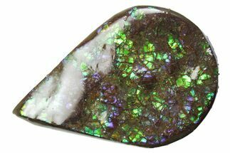 Iridescent Ammolite (Fossil Ammonite Shell) - Alberta #357522